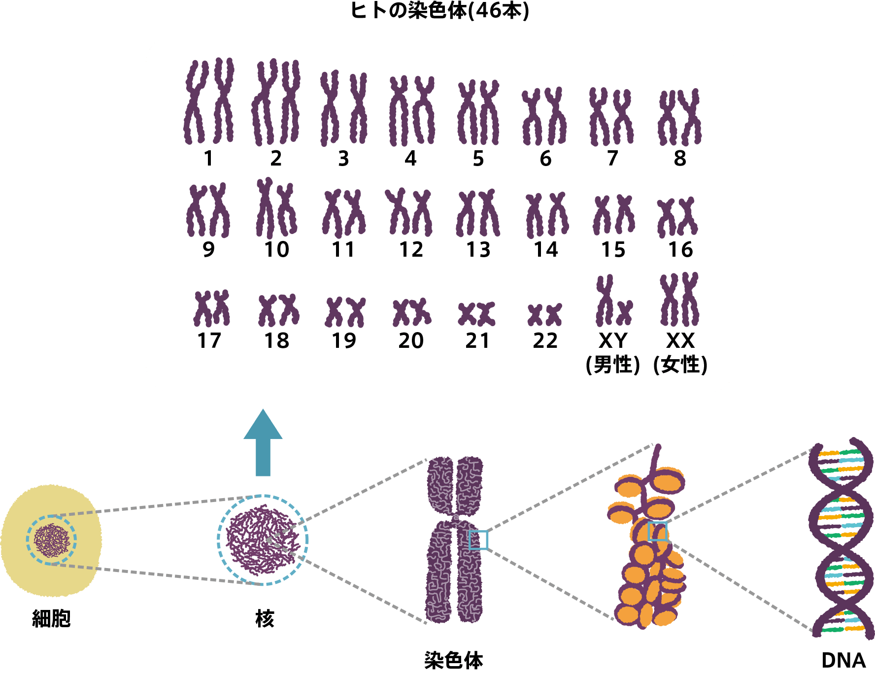 ヒトの染色体のイメージ