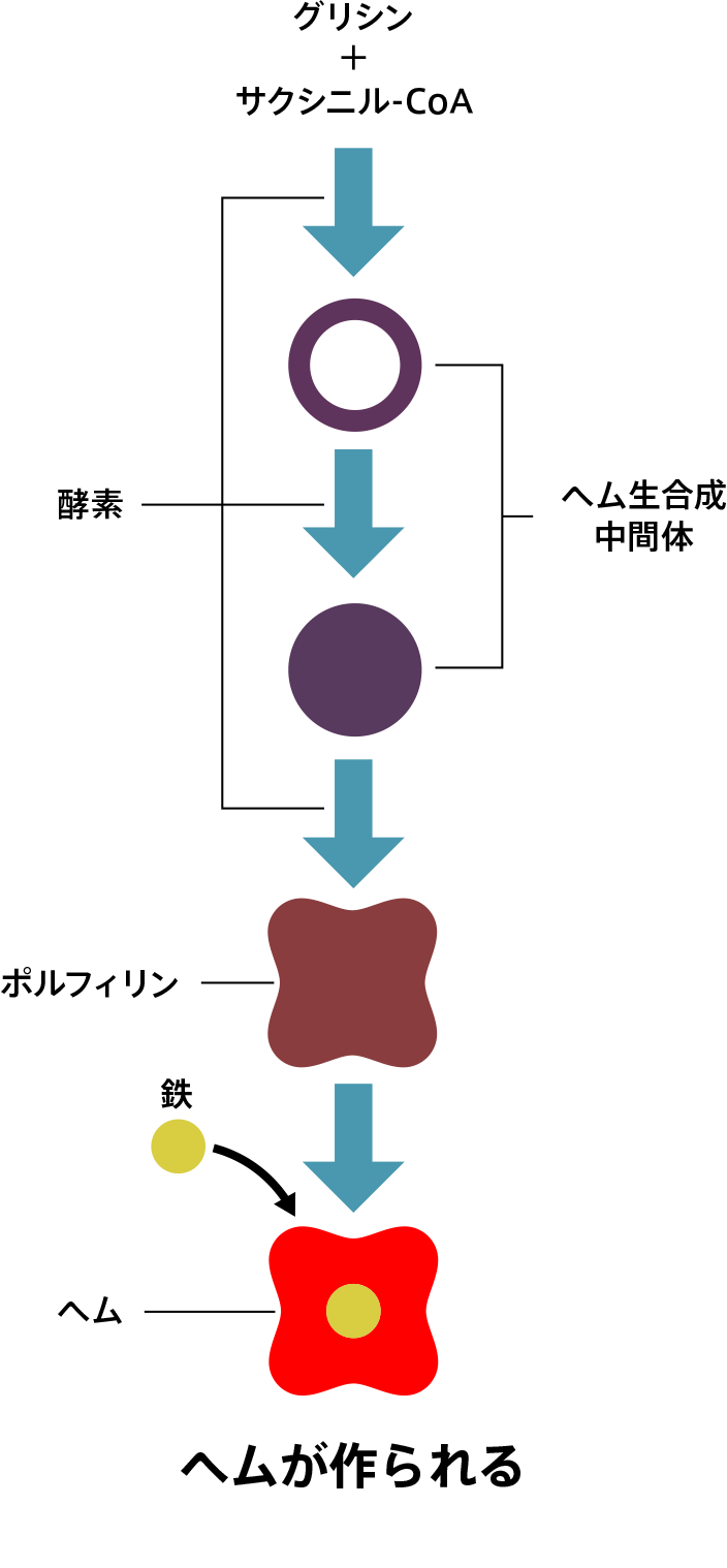 ヘムを作る過程で必要な酵素の遺伝子に変異がない場合のイメージ