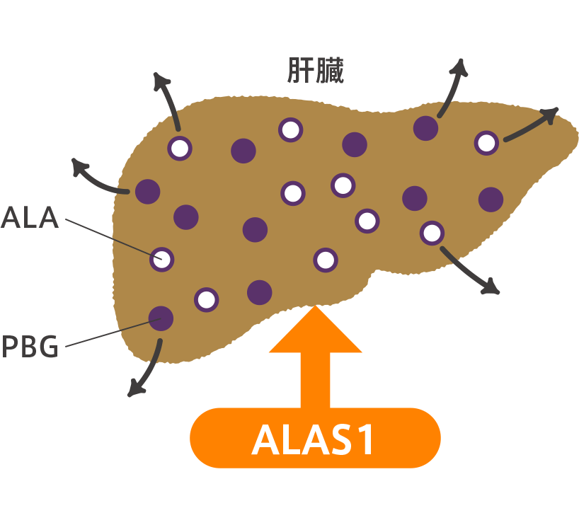 過剰に産生されるヘム生合成中間体(ALA、PBG)のイメージ