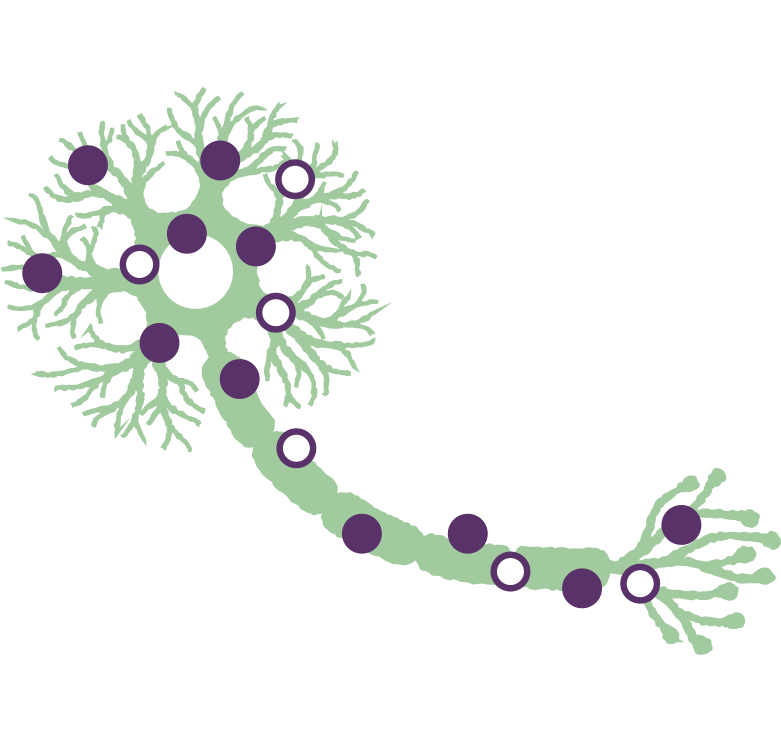 神経の働きを障害するヘム生合成中間体(ALA、PBG)のイメージ